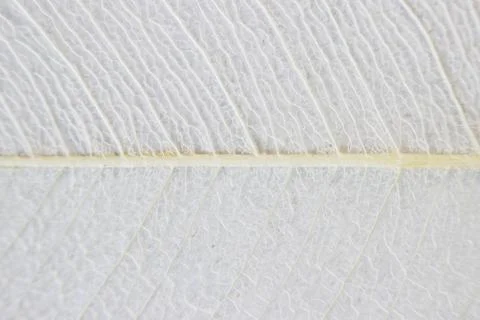 Macro structure white delicate skeletonized leaf of ficus Ficus benjamina . Stock Photos