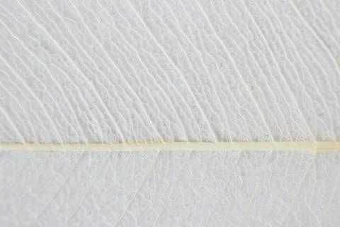 Macro structure white delicate skeletonized leaf of ficus Ficus benjamina . Stock Photos