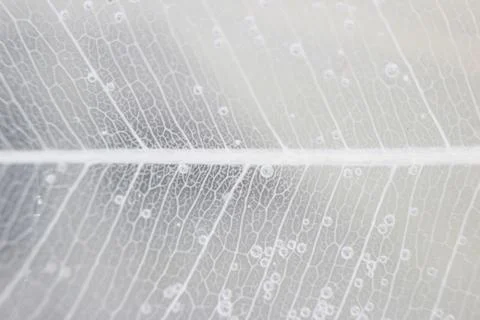 Macro structure white delicate skeletonized leaf of ficus Ficus benjamina in  Free Stock Photos