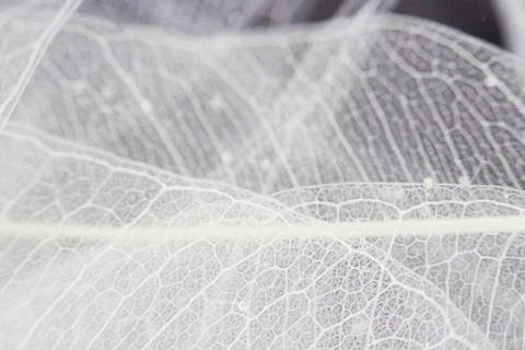 Macro structure white delicate skeletonized leaf of ficus Ficus benjamina in  Free Stock Photos