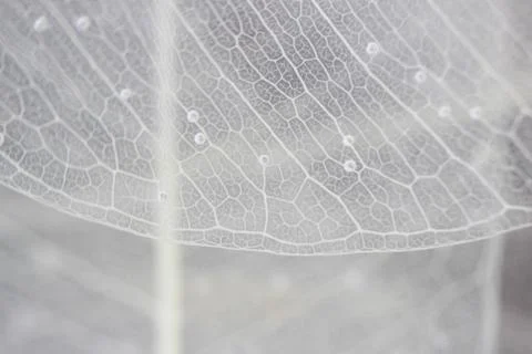 Macro structure white delicate skeletonized leaf of ficus Ficus benjamina in  Free Stock Photos