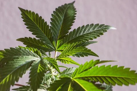 Macro study of cannabis foliage with soft pastel backdrop Foto stock