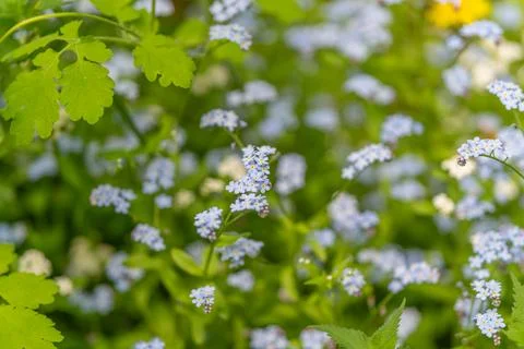 Macro study of forgetmenots and foliage, crisp stems and tiny blossoms captur Stock Photos