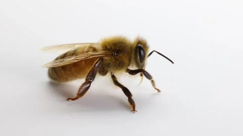 Macro Study of Honeybee Movement on White Background Stock Footage 305031463