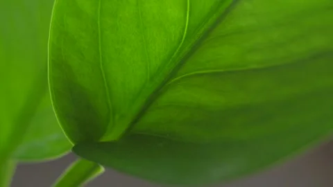 Macro Study: The Intricate Vein Network of a Leaf 動画素材 339272069