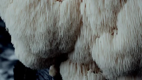 Macro Study of Lions Mane Spiny Structure in Motion 스톡 동영상 332043312