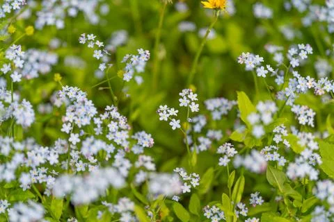 Macro study revealing tiny blue blossoms crisp central focus with soft blur.. Stock Photos