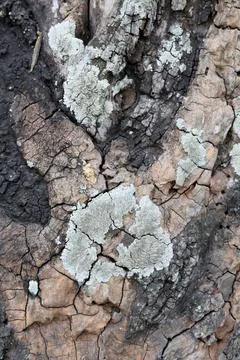 A Macro Study of Rugged Tree Bark, Deep Fissures, and Flourishing Lichen Stock Photos