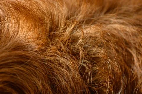 Macro study of a terrier wavy russet-colored coat showing distinct fur curls Stock Photos