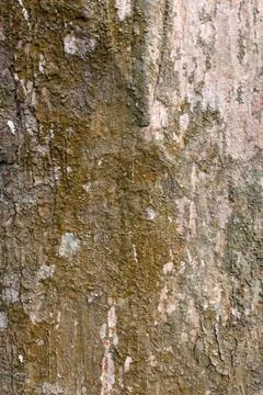 A Macro Study of Weathered Tree Bark Stock Photos