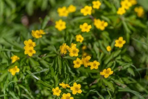 Macro study of yellow spring flower with visible stamens, textured petals, cr Stock Photos