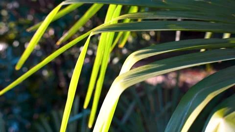 Macro-Style Shot of Palm Leaf Textur Video stock 328878531
