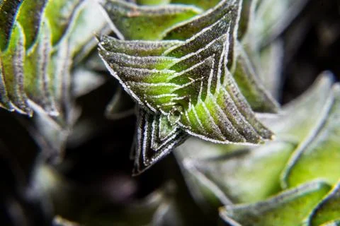 Macro Succulent Stock Photos