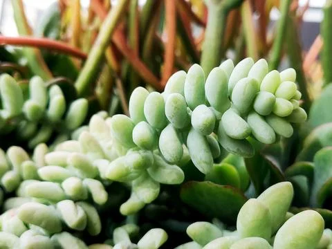 A macro of a succulent Stock Photos