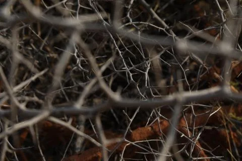 Macro succulent thorns Stock Photos