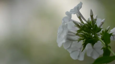 Macro summer flower, close up Stock-Footage 41920857