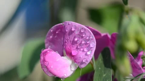 Macro summer flower with water drops, close up Stock-Footage 41919187