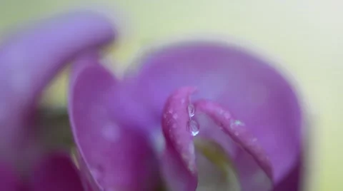 Macro summer flowers Stock-Footage 41290454