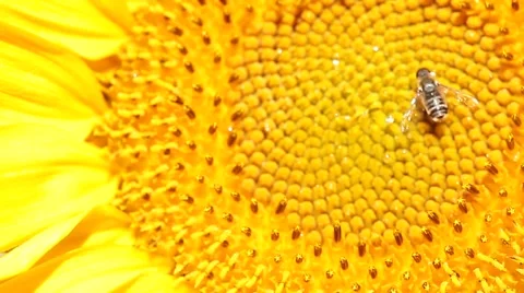 Macro of a sunflower with a bee. Stock Footage 68552104