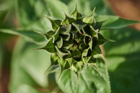 Macro of a sunflower bud Stock Photos