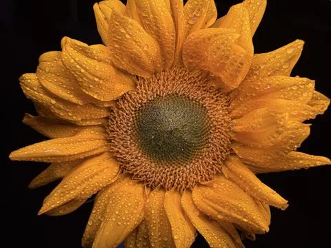 Macro Sunflower with Dewdrops on Petals Against Black Background Foto stock