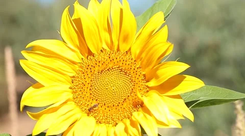 Macro of the a sunflower. Stock Footage 68555772