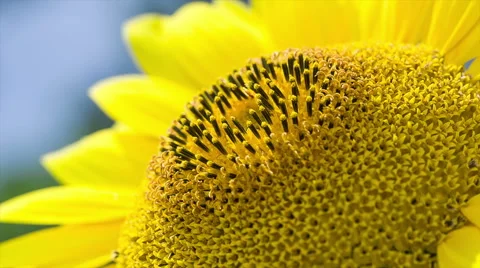 Macro. Sunflower lit by the sun. Stock Footage 53070193