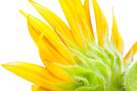 Macro of  sunflower over isolate white background. Stock Photos