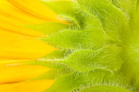 Macro of  sunflower over isolate white background. Stock Photos
