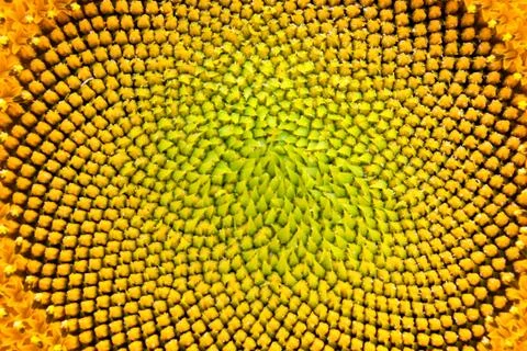 Macro sunflower Foto stock