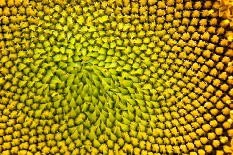 Macro sunflower Foto stock
