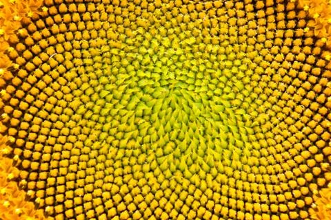 Macro sunflower 库存照片