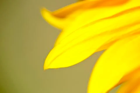 Macro of the a Sunflower Stock Photos