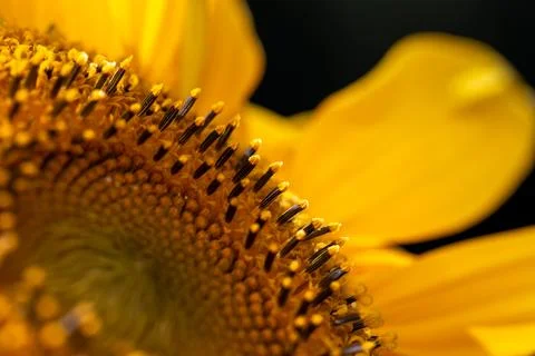 Macro Sunflower Pollen Stock Photos