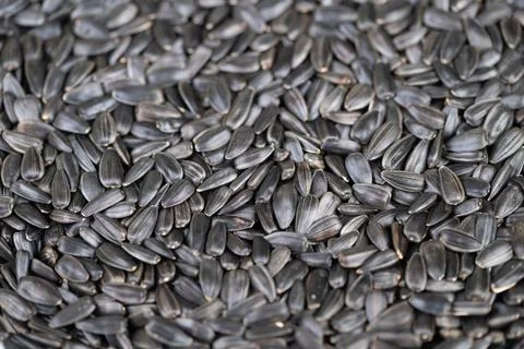 Macro sunflower seeds pattern showcasing repeating shells, intricate ridges,  库存照片