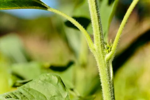 Macro of a sunflower stem. Stock Photos