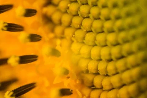 Macro sunflowers Foto stock