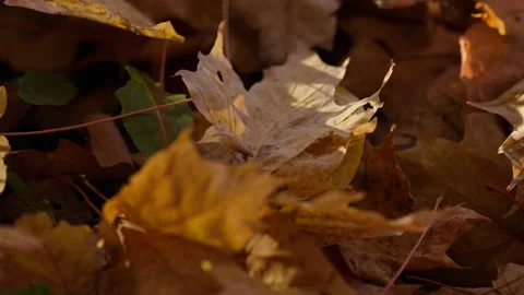 Macro of Sunlit Autumn Maple Leaf on Woodland Ground in Ontario Stock Footage 346007447