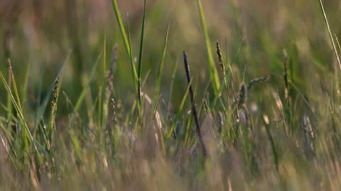 Macro of sunlit meadow with wind-blown grass and visible bugs on stalks, wa.. Stock Footage 308380183