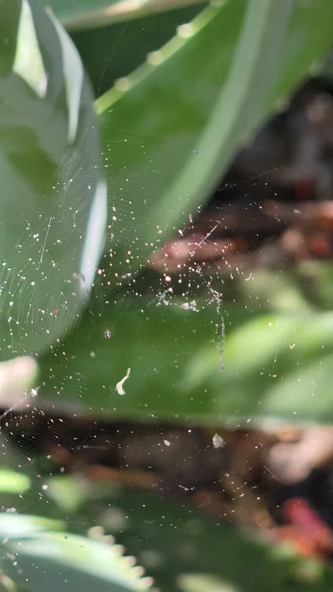 Macro of Sunlit Spider Web Glistening and Swaying in Garden - 4K 스톡 동영상 332178201