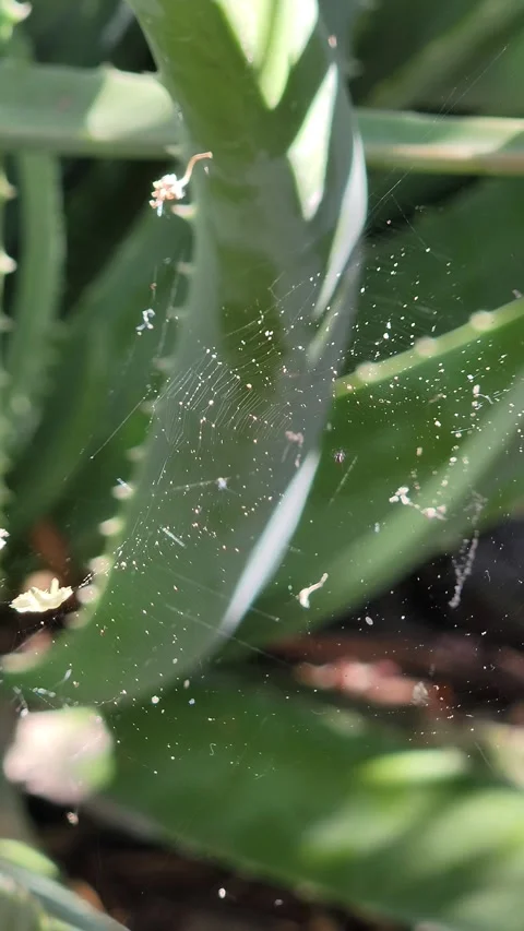 Macro of Sunlit Spider Web Glistening and Swaying in Garden - 4K Video stock 332178204