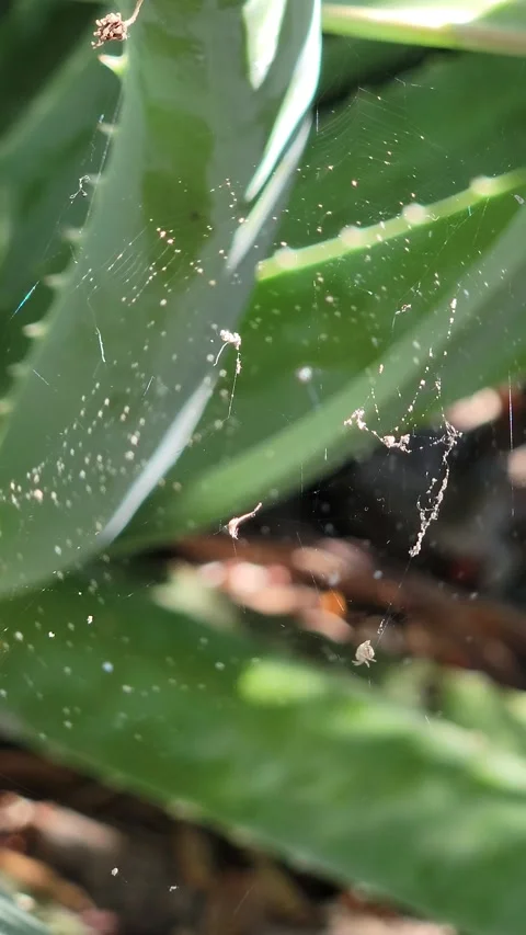 Macro of Sunlit Spider Web Glistening and Swaying in Garden - 4K Video stock 332178205