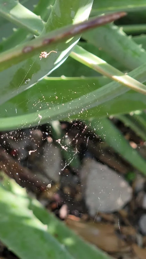 Macro of Sunlit Spider Web Glistening and Swaying in Garden - 4K Video stock 332178217
