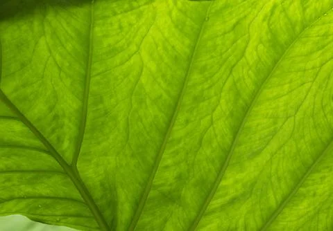 Macro of a sunlit tropical leaf Foto stock