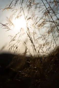 Macro Sunset Stockfoto's