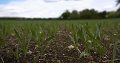 Macro super close up of young crops planted in a field blowing in the wind. Stock-Footage 89855124