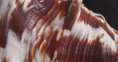 Macro surface of the sea shell. Close-up of the object. Видео 165648460