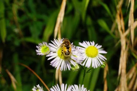 Macro syrphids hoverfly on white flower Stock Photos