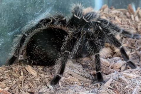 Macro tarantula spider on the ground Stock Photos