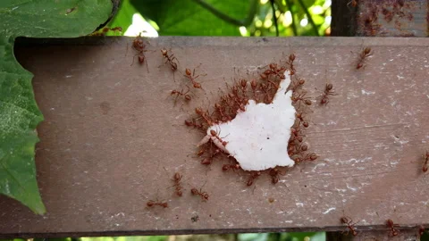 Macro. Teamwork red ants carry a piece of ham up the wall. High quality 4k Stock Footage 157547365